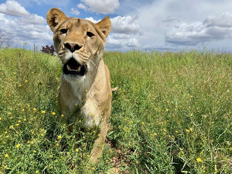 Meeting the Park's Rescue Animals