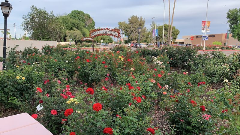 Over 300 Rose Varieties to Discover