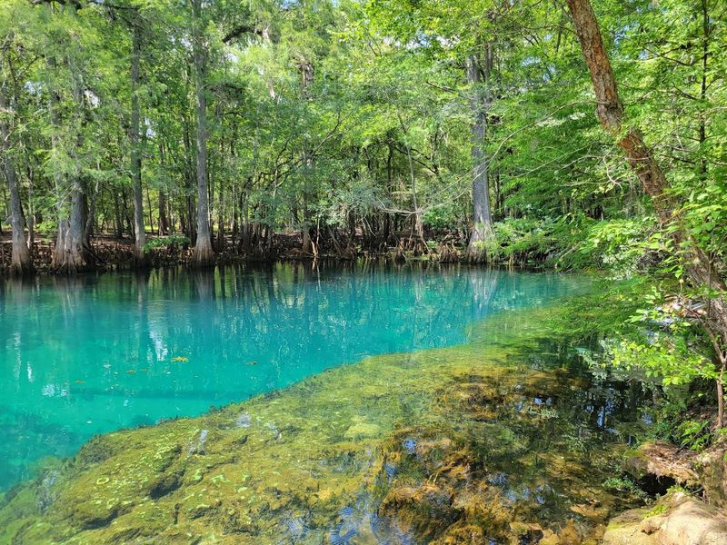 10 Florida outdoor spots that prove the state is more than beaches 9 Manatee Springs State Park - Chiefland, Florida