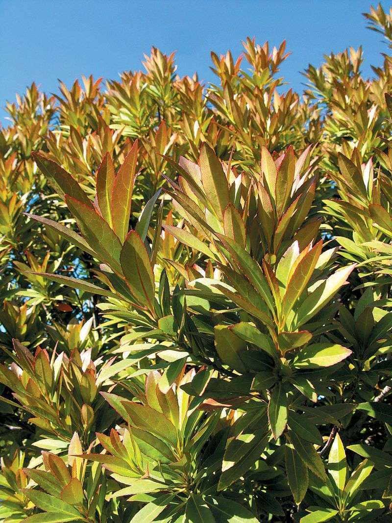 These Are The 8 Best Small Trees For Florida Front Yards That Stay Manageable 4 Japanese Blueberry Tree (Elaeocarpus decipiens)