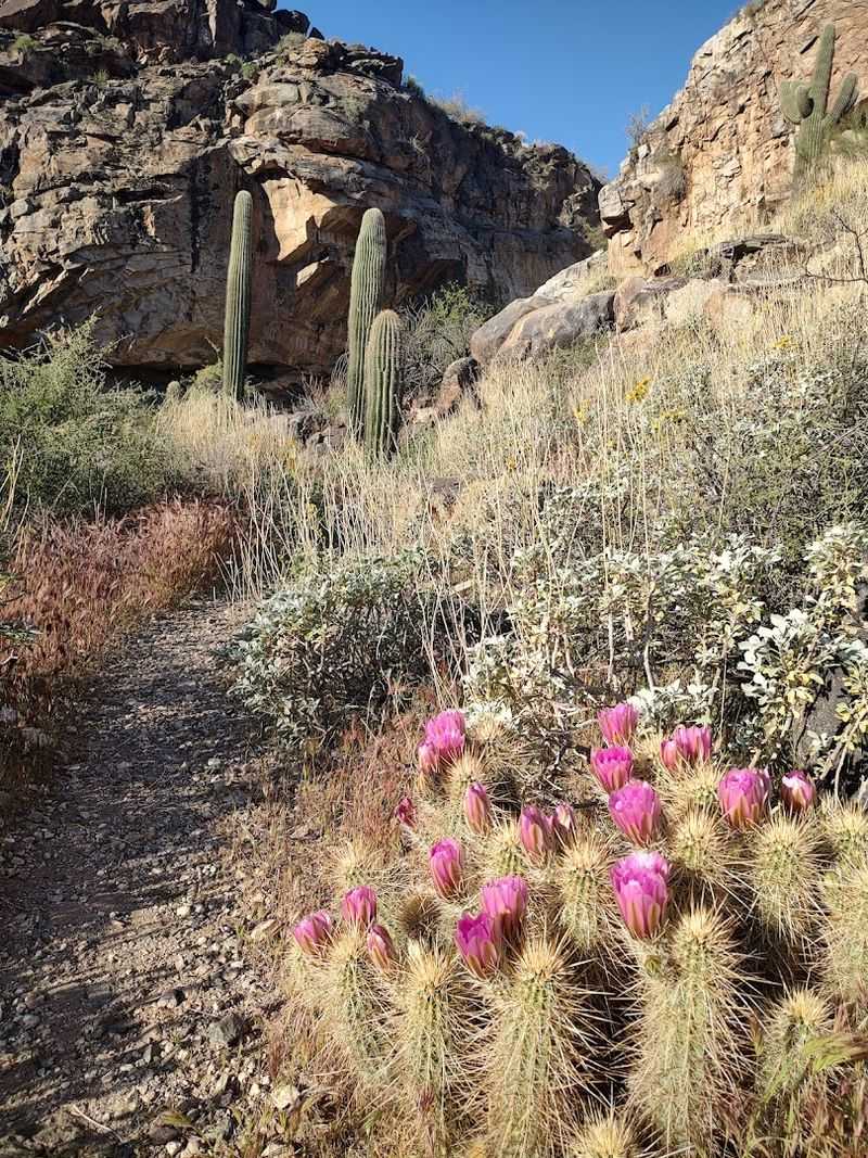 These Arizona Desert Garden Trails Are at Their Absolute Best This Spring 11 White Tank Mountain Regional Park - Waddell, Arizona