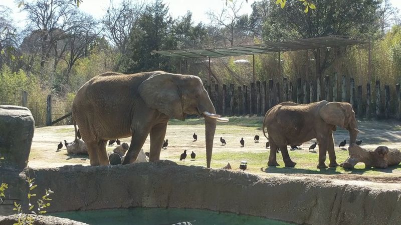 Cameron Park Zoo - Waco, Texas