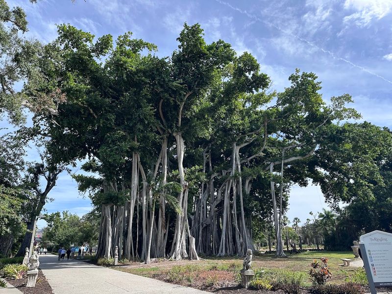 Banyan Trees, Rose Gardens, and Botanical Beauty Worth Exploring
