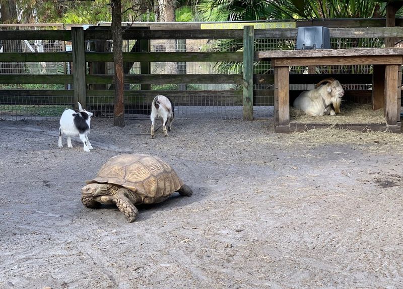 The Petting Zoo with Goats and More
