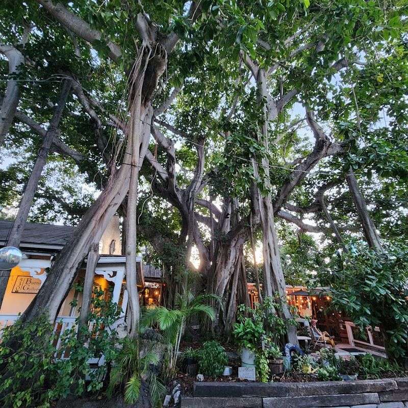 Owen's Fish Camp - Sarasota, Florida