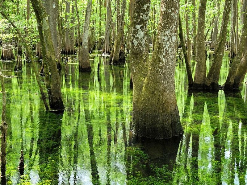 Manatee Springs State Park - Chiefland, Florida