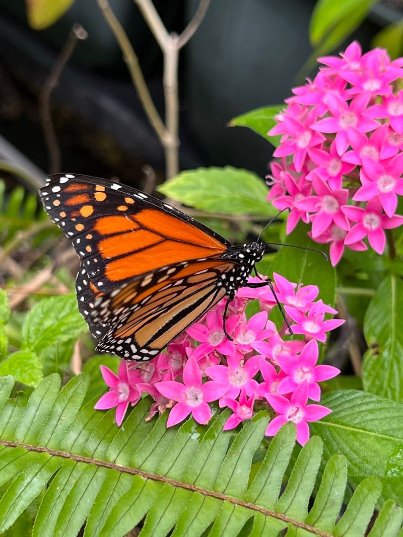 This Magical Florida Garden Lets You Hand-Feed Flamingos and Meet Lemurs 8 The Butterfly Garden