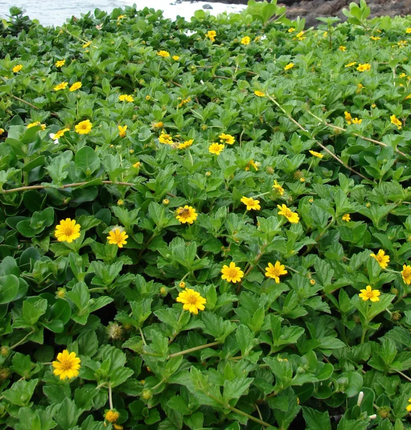 Wedelia (Creeping Oxeye)