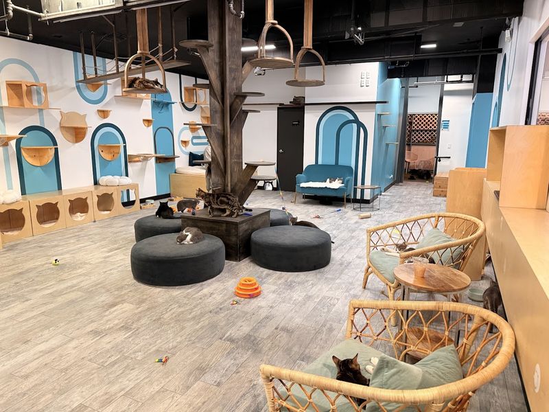 CatCafe Lounge - Los Angeles, California