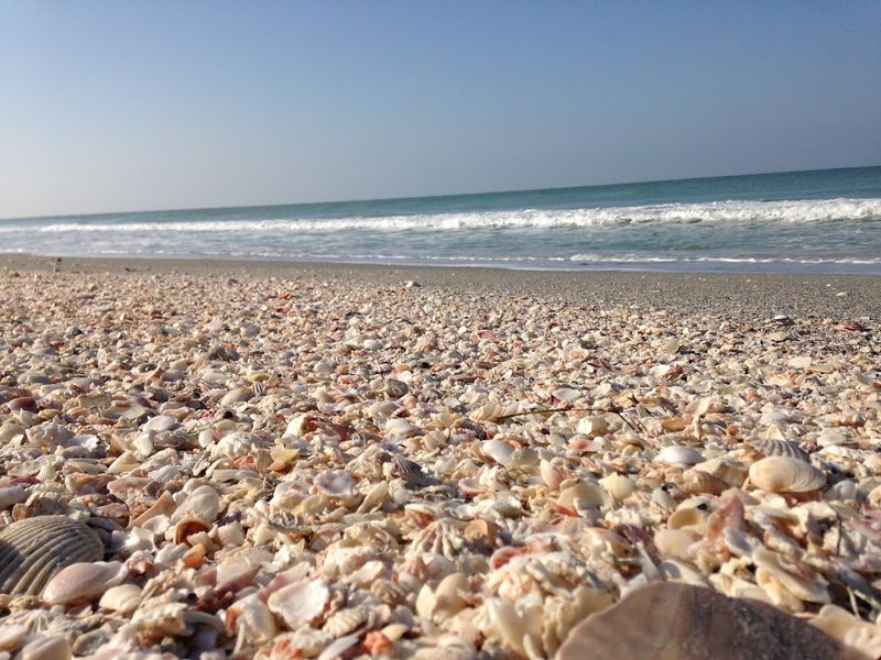 Most Common Shells Found at Captiva Island