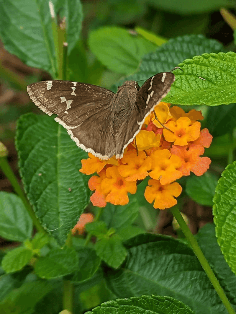 The Butterfly Garden Near the Parking Lot