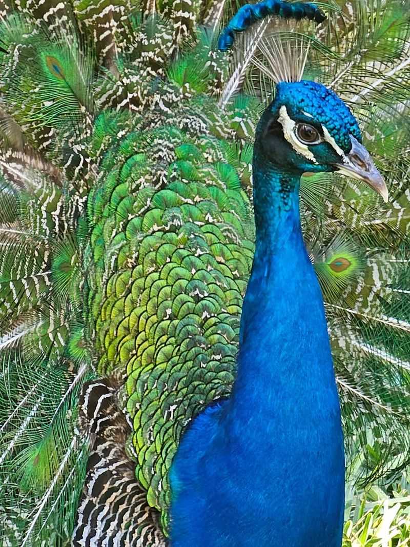 This Magical Florida Garden Lets You Hand-Feed Flamingos and Meet Lemurs 9 Feeding the Peacocks
