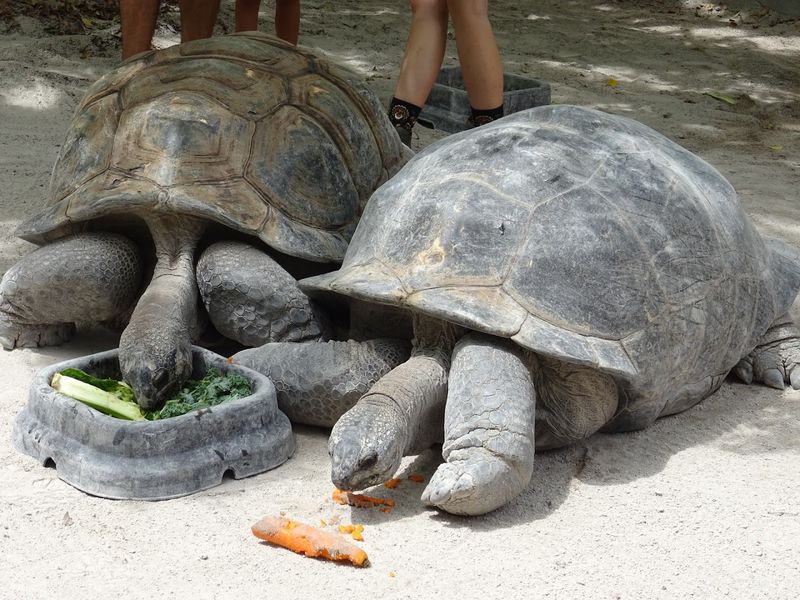 The Aviary and Turtle Petting Area