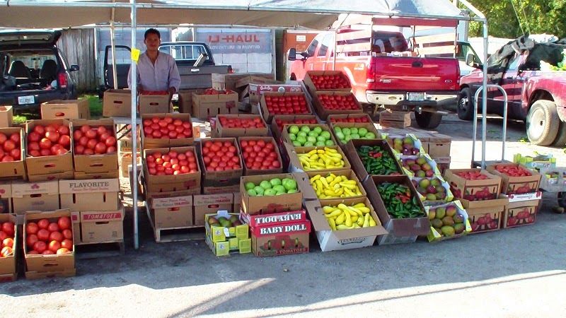 This Florida greenhouse destination is where plant lovers go when basic garden centers no longer impress them 10 What to Bring for the Best Experience