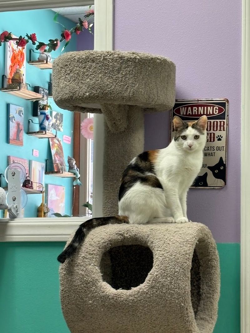 Purrmaid Cafe & Adoption Center - Long Beach, California