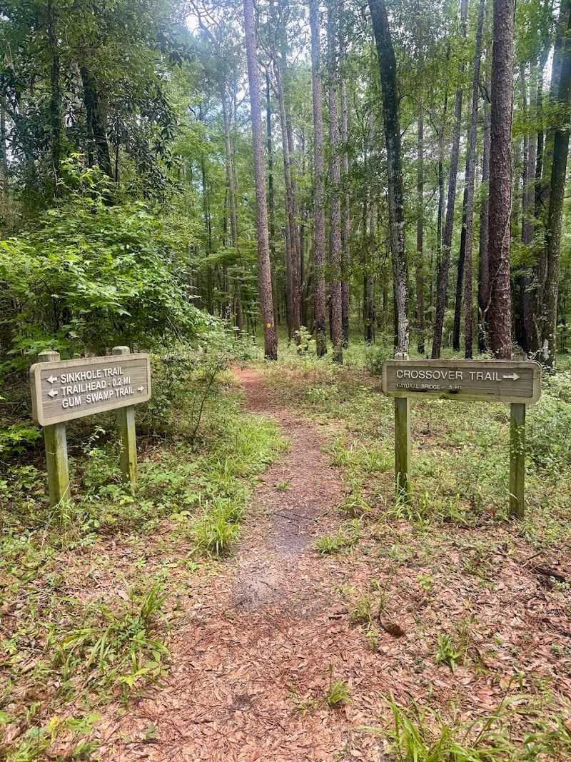 Dry Sinkholes Along the Trail
