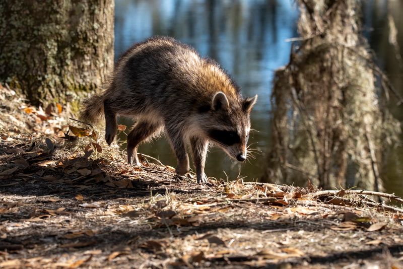 Turtles, Raccoons, Armadillos, and Wild Hogs Too