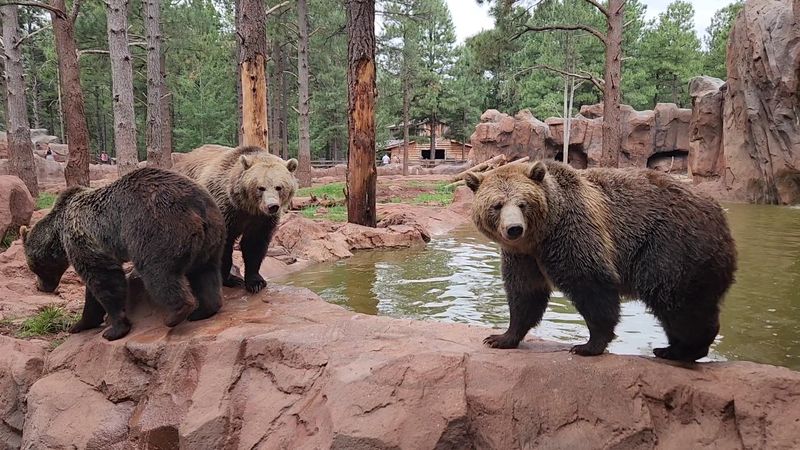 This Arizona Park Lets You Drive Through 160 Acres of Animal Habitats 3 Bears Everywhere: The Stars of Bearizona