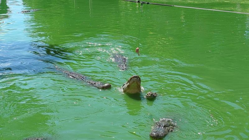 Feeding Alligators Up Close