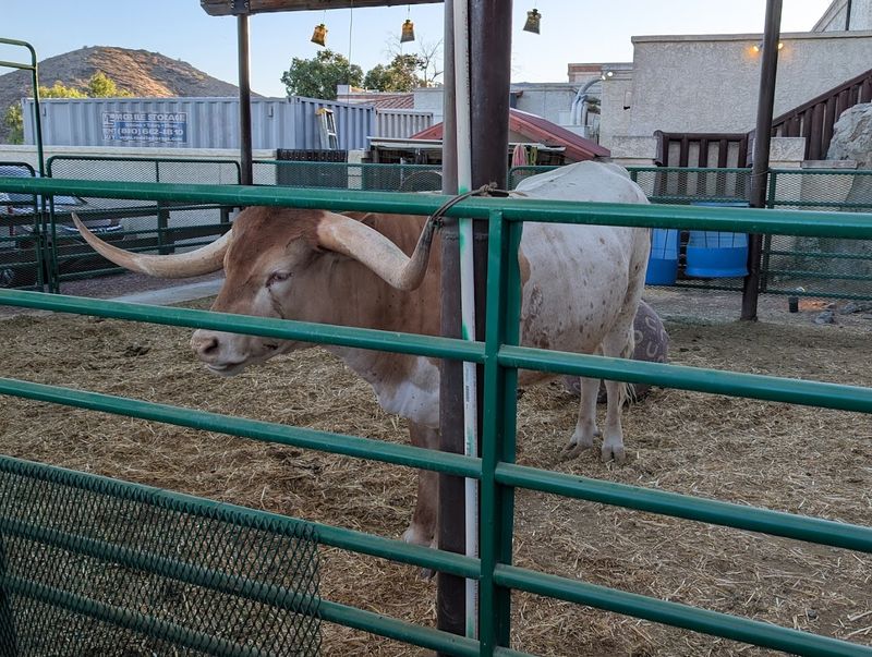 A Real Longhorn Steer Greets You at the Door