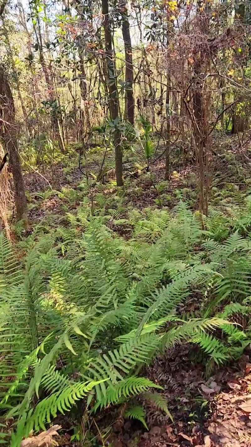 Rock and Root Trip Hazards Along the Path