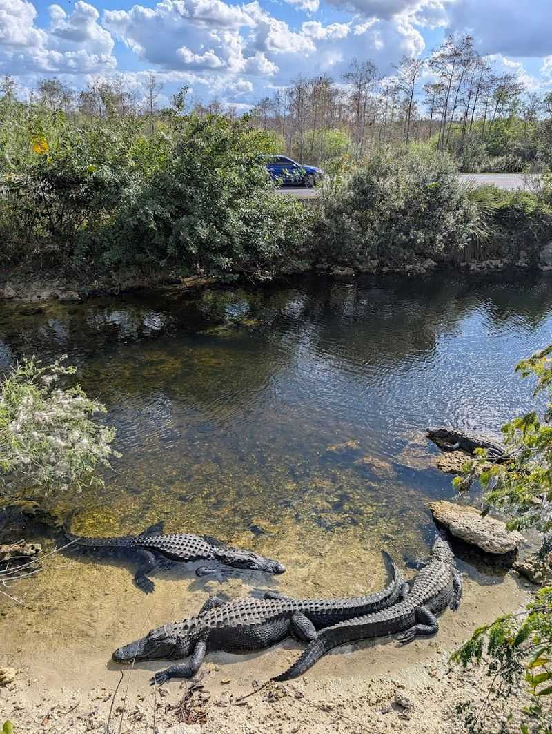 Alligator Watching Along the Tamiami Trail