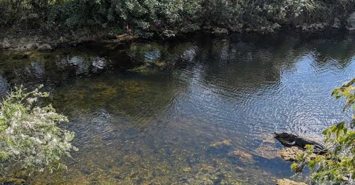 The Florida nature spot where every walk feels like stepping into the states wild side