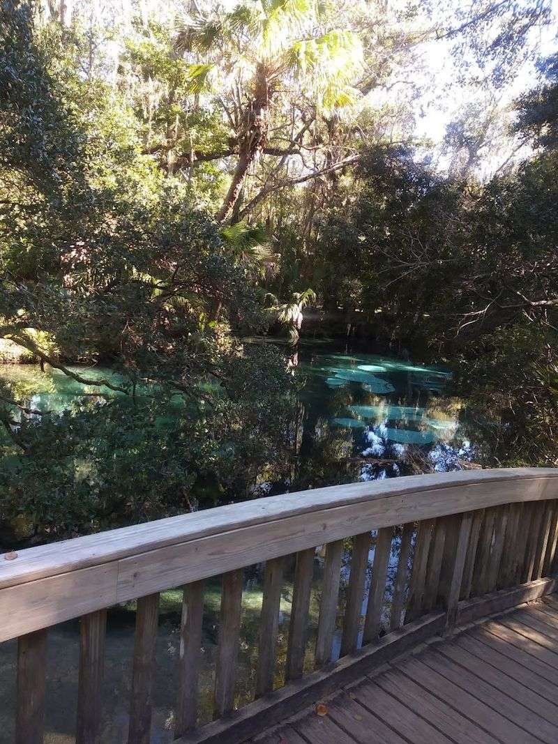 Hiking Trails Through Ocala National Forest