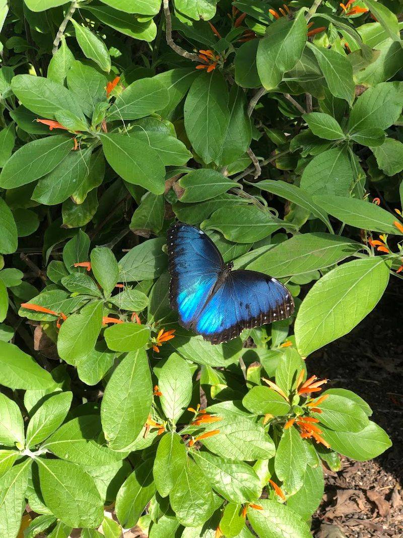 Thousands of Butterfly Species From Around the World