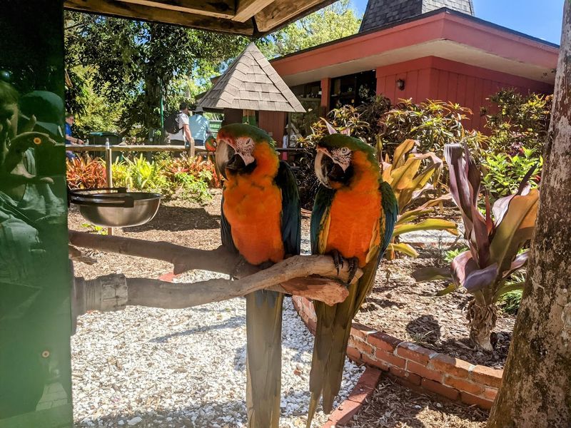 This Magical Florida Garden Lets You Hand-Feed Flamingos and Meet Lemurs 6 Colorful Parrots and Bird Encounters
