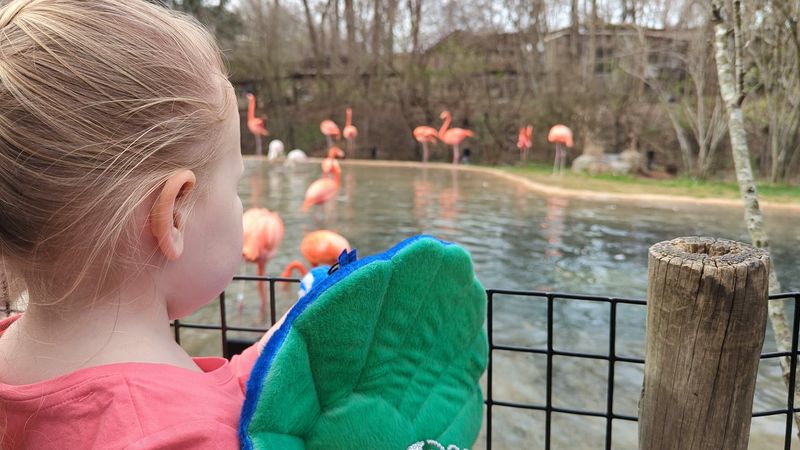 12 Tennessee Family Attractions That Can Fill a Full Day Without Overspending 11 Nashville Zoo at Grassmere - Nashville, Tennessee