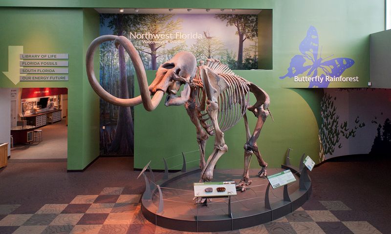 Florida Museum of Natural History - Gainesville, Florida