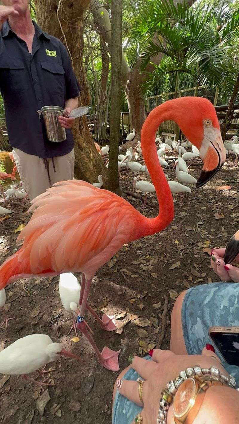 Feeding the Flamingos