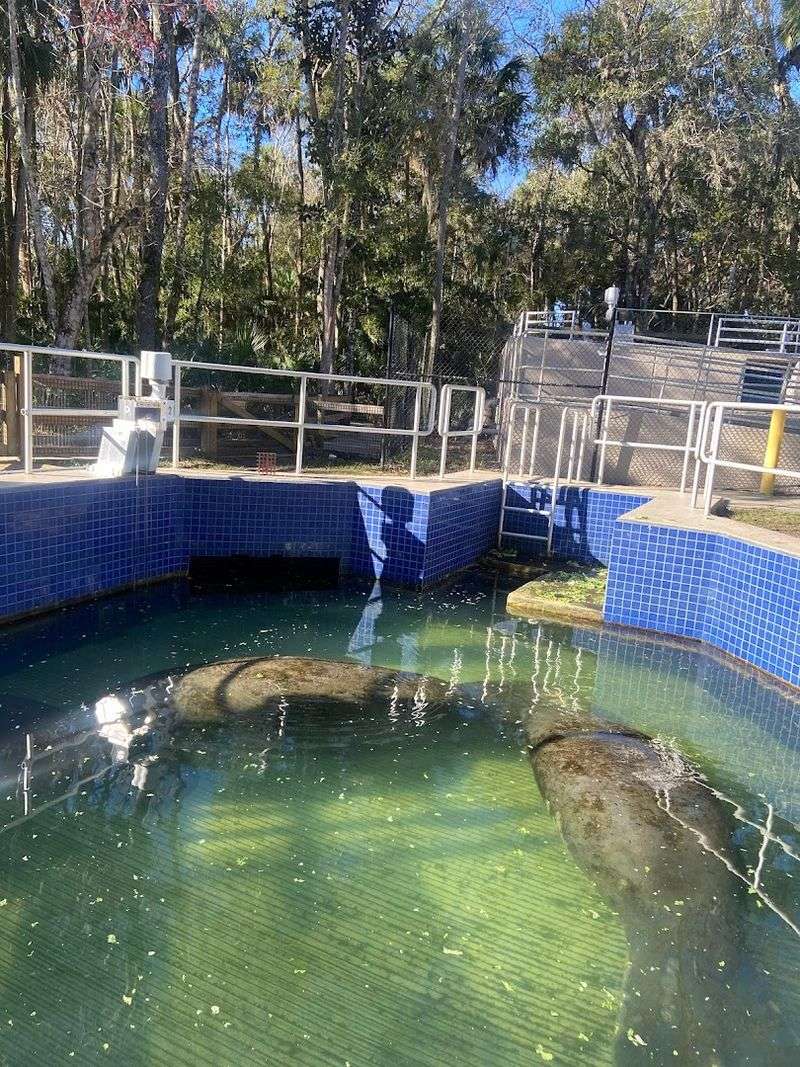 Manatee Feedings You Won't Forget