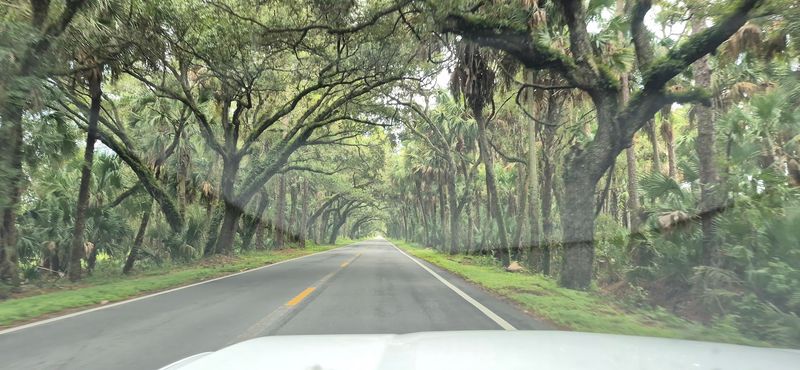 Sunlight Rays Peeking Through the Branches