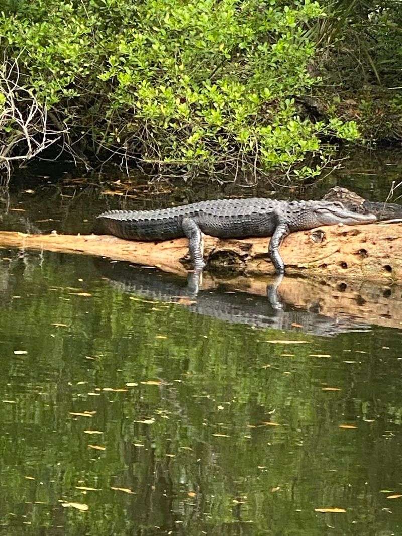 Reptile House Full of Surprises
