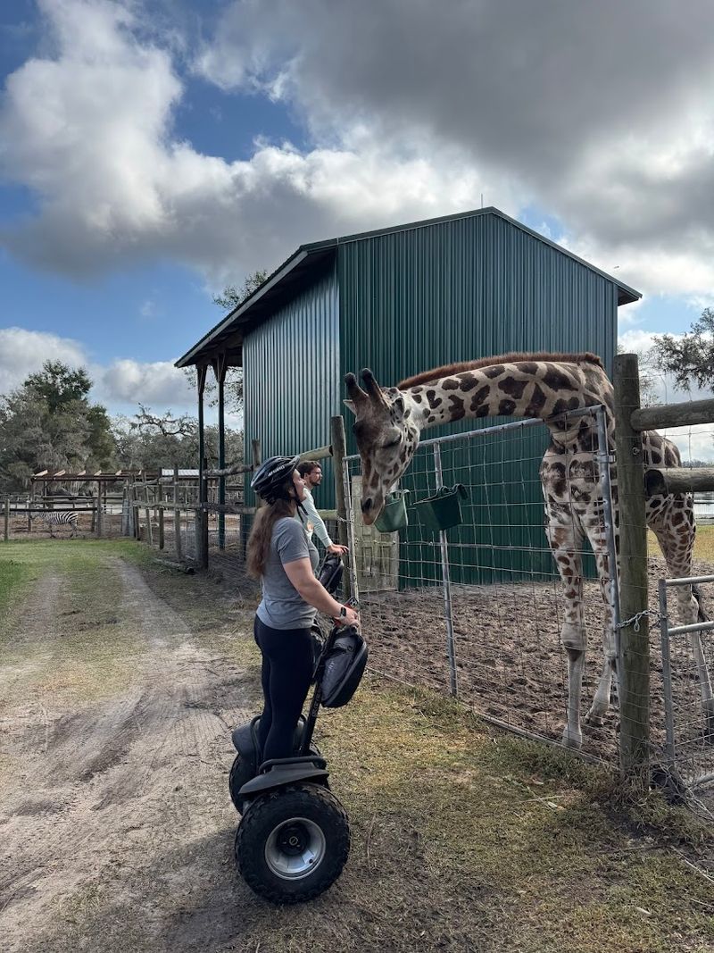 This Small Florida Giraffe Ranch Lets You Get Close to African Animals 8 A Conservation-Focused Wildlife Experience