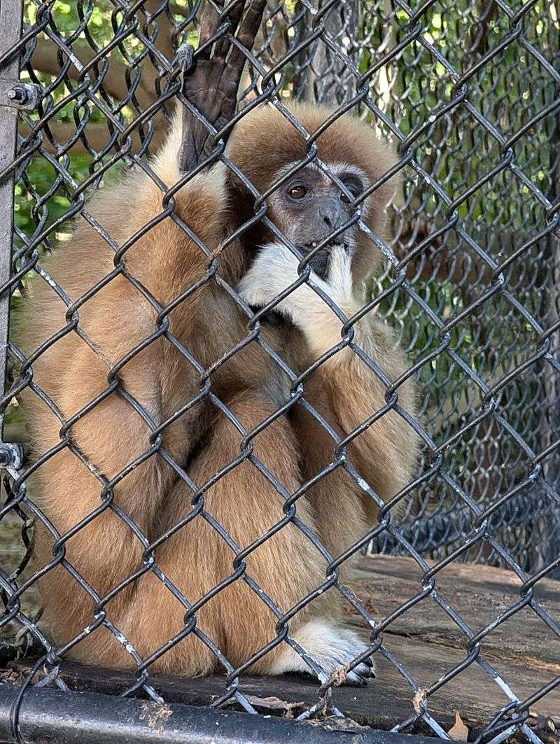 Exotic Animal Exhibits and Monkey Viewing