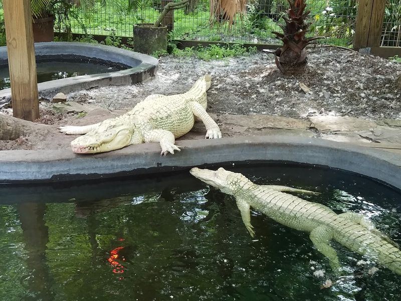 Practical Tips for Visiting Wild Florida