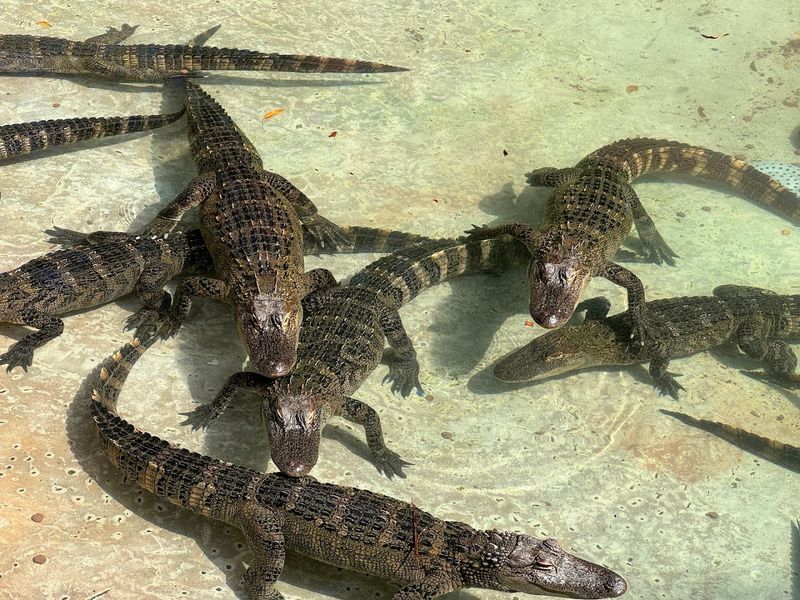 This Magical Florida Garden Lets You Hand-Feed Flamingos and Meet Lemurs 11 Reptile Exhibits and Crocodile Viewing