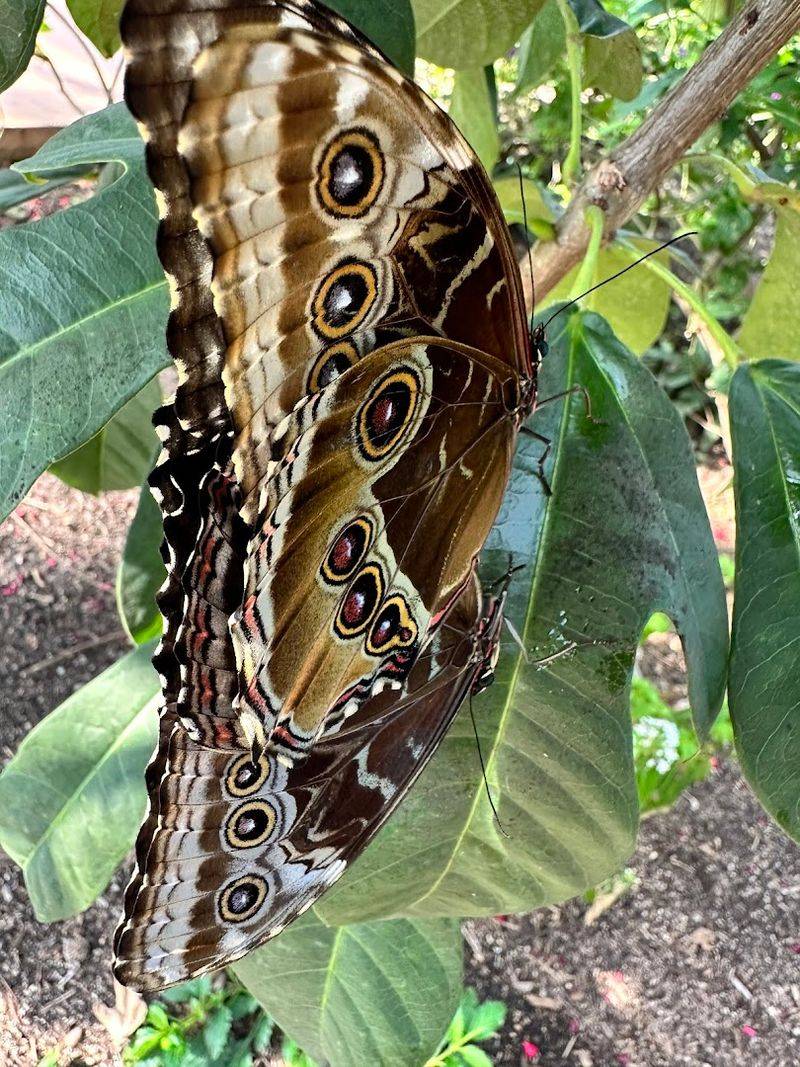 Watching Butterflies Hatch Right Before Your Eyes