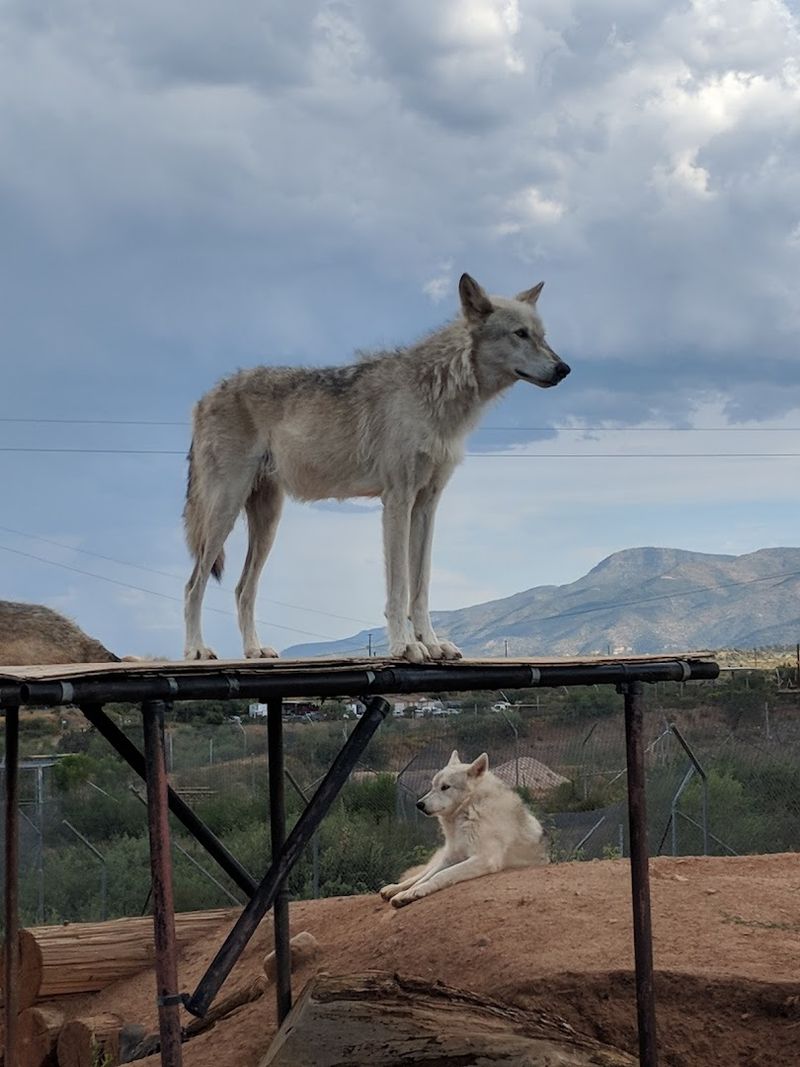 Hearing the Wolf Howl