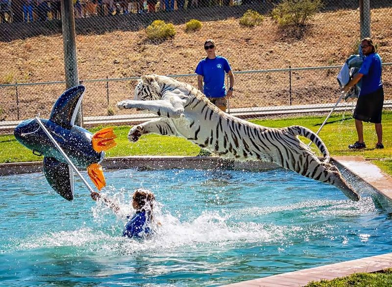Tiger Splash Show
