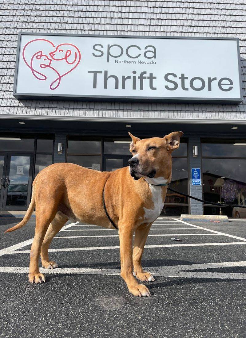 10 Nevada thrift and vintage stops treasure hunters never get tired of browsing 8 SPCA of Northern Nevada Thrift Store - Reno, Nevada