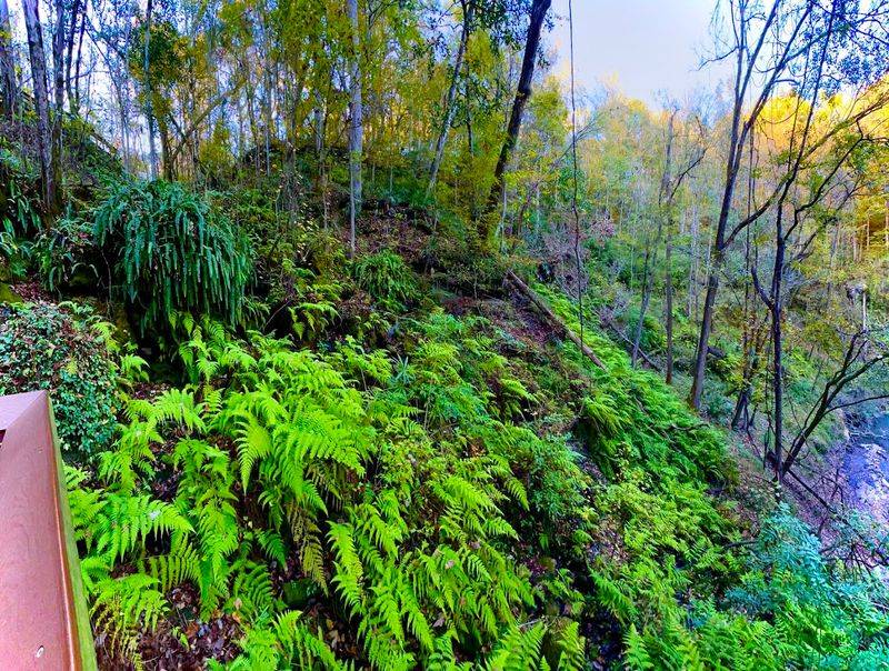 The Mini Rainforest Ecosystem Thriving at the Bottom