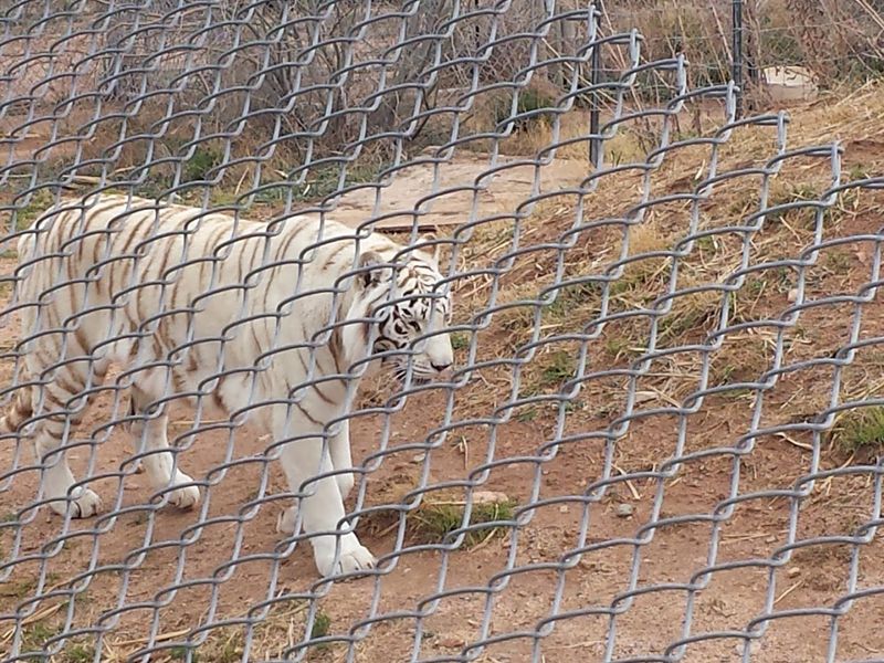 Seeing the White Tiger