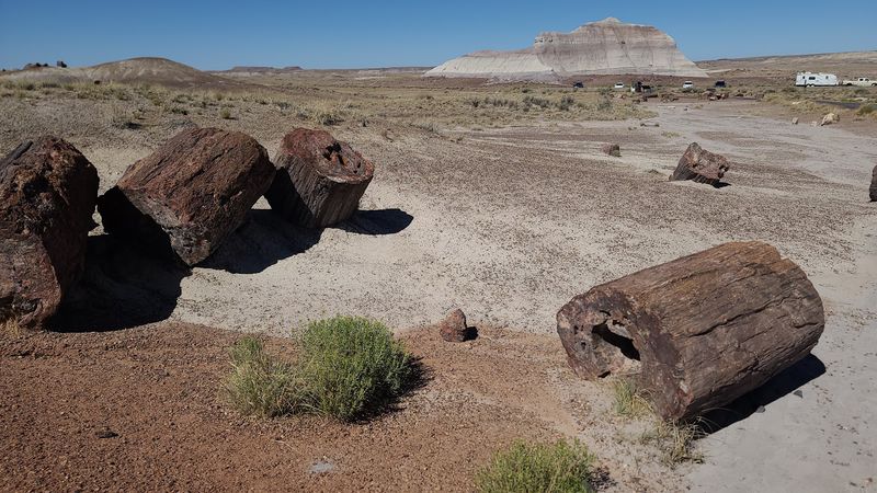 Jasper Forest: A Sea of Ancient Stone Trees