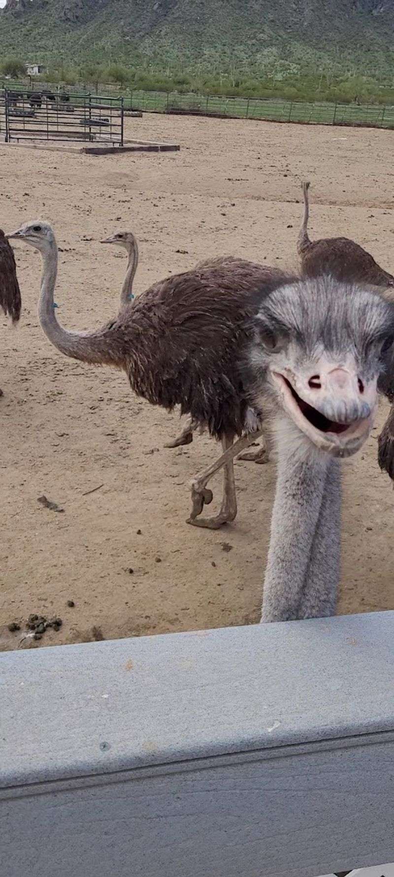 Rooster Cogburn Ostrich Ranch - Picacho, Arizona