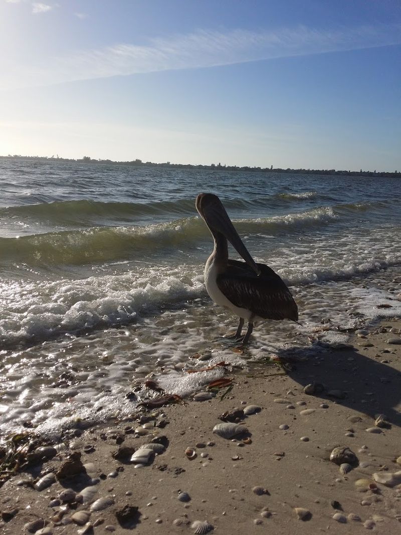 This 12-Mile Scenic Drive in Florida Is an Experience You Shouldn't Miss 11 J.N. Ding Darling National Wildlife Refuge Nearby