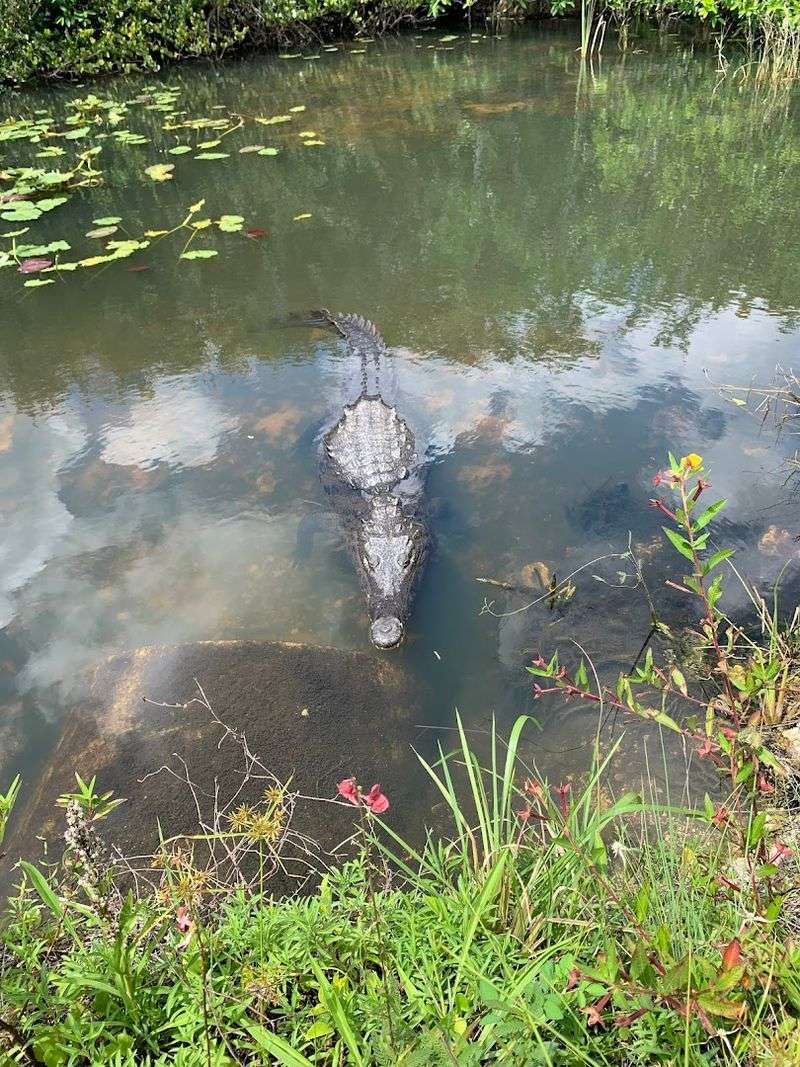 Hike to This Florida Overlook That Resembles a Mini Space Needle 6 Alligators Everywhere: Wildlife Along the Loop Road